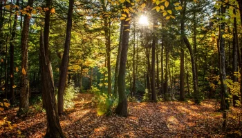 Лес — это возобновляемый источник энергии. Как сохранить леса?